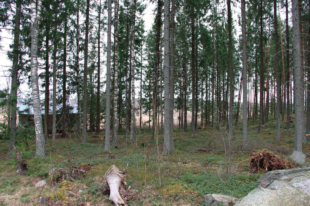 Suomen Luontotieto Oy Pöytyän Kyrön Junninmäen asemakaava-alueen luontoarvojen perusselvitys 2012 Lohko 1 Lohko 1 käsittää alueen itäosan kapean varttuneen kuusikkokaistaleen.