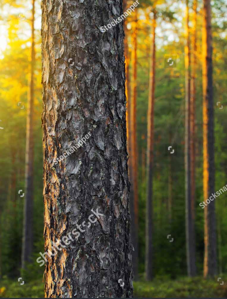 Tausta Puu liikkeelle ja uusia tuotteita metsästä on hallituksen kärkihanke. Puun käyttöä monipuolistetaan, lisätään ja jalostusarvoa kasvatetaan.