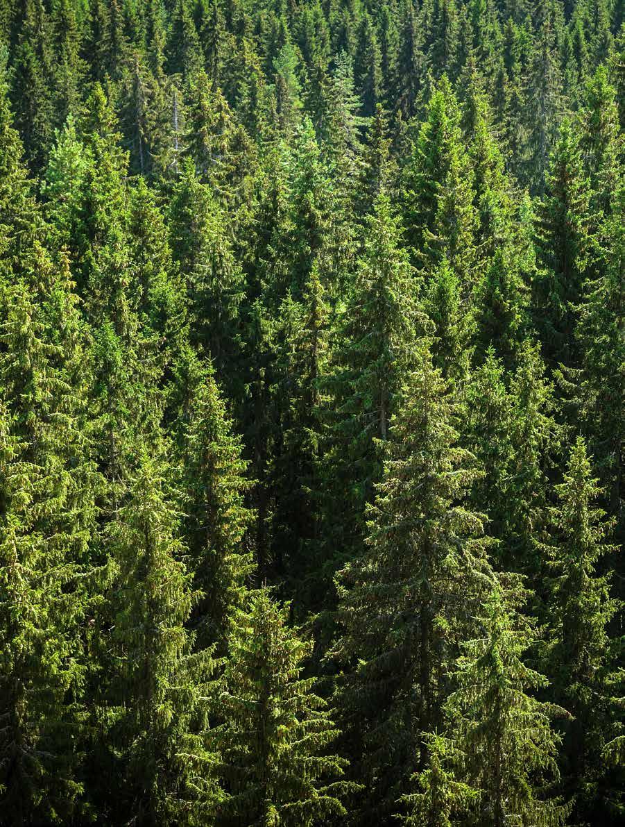 Kotimainen puurakentaminen on tärkeässä roolissa biotalouden kehittämisessä. Kotimaista puurakentamista ja puun käyttöä kehittämällä tuetaan metsien kestävää ja järkevää käyttöä.