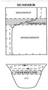bioottiset tekijät Syksy: -- pintaveden lämpötila laskee, tiheysero pienenee -- tuuli