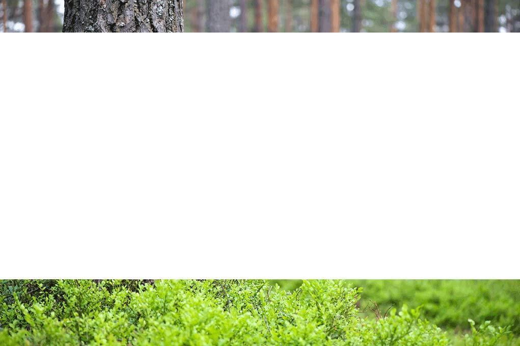 Sisältö Metsäenergia käyttö Energiapuun kasvatus, korjuu