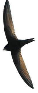 Kylmä ja heikkotuottoinen lintukesä 2008 Kylmä ja heikkotuottoinen lintukesä 2008 onnistuneeseen pesintään (saarilla käytiin tänä kesänä harvoin).