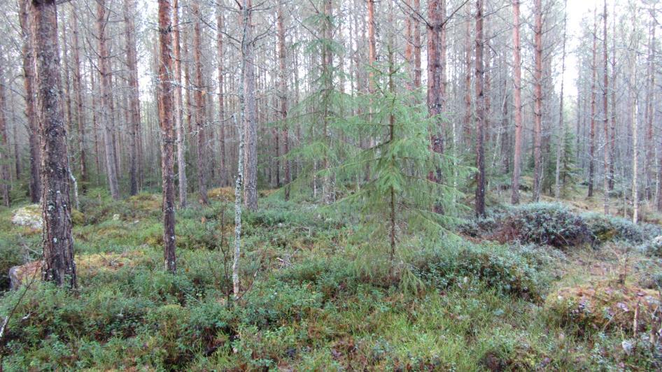 Näkymä