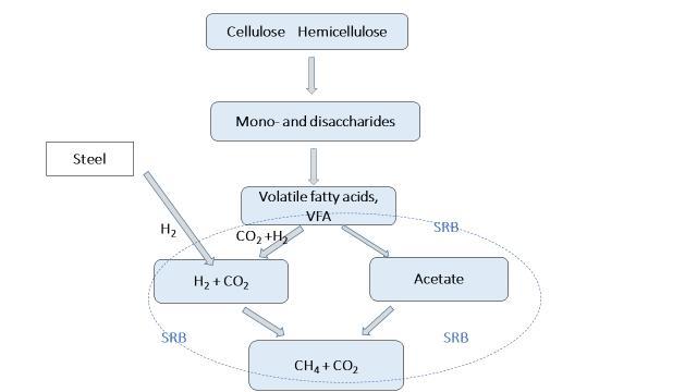 Kaasujen muodostumiseen vaikuttavat mikrobit Selluloosaa ja hemiselluloosaa hydrolysoivat mikrobit Metanogeenit Asetaattia
