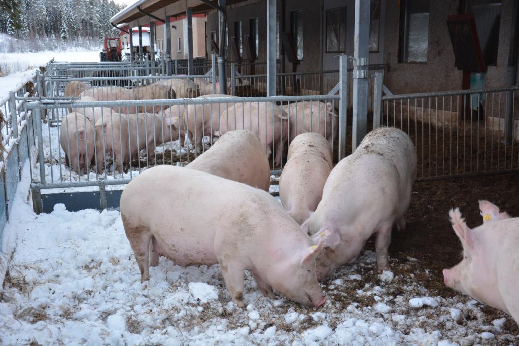 Talviulkoilu - Kaikki siat, paitsi imettävät emakot porsaineen, pääsevät ulkoilemaan