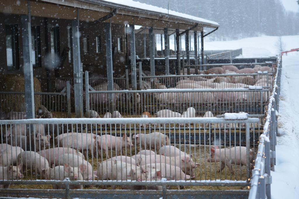 ulkoiluluukkuja - Säilörehua jaetaan paalisilppurilla ulkotarhoihin päivittäin -