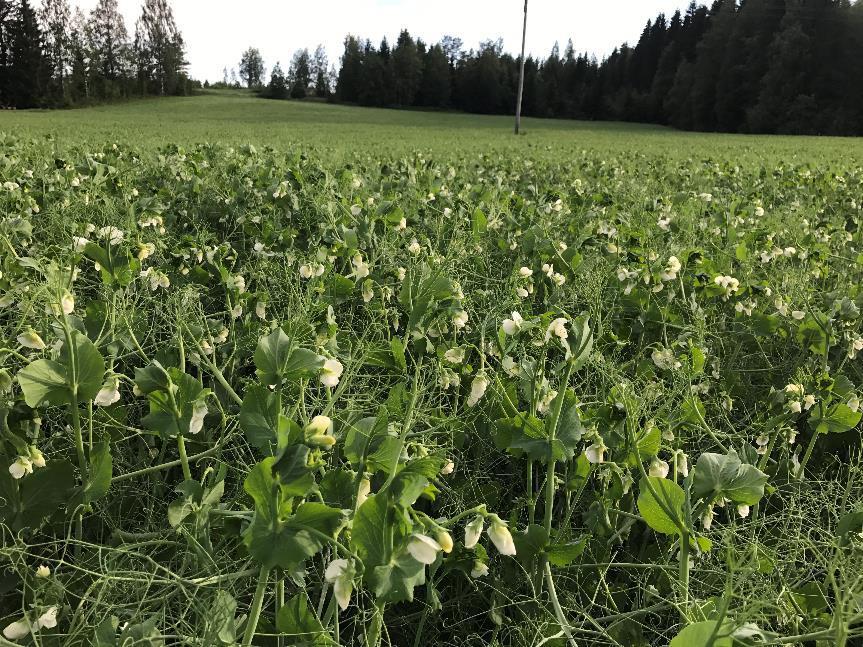 Nykytilanne - Peltopinta-ala 63 ha - Viljelykierrossa ohraa, vehnää, kauraa, hernettä, härkäpapua ja apilanurmia - Viljaa ja valkuaiskasveja ostetaan lähialueen