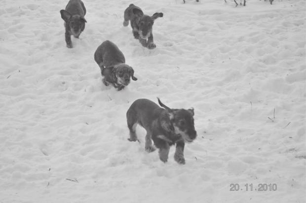 Kennel Merkaleen s Pentuetapaaminen 20.11. 2010 Kuva: Reeta Juntunen Pidimme B pentueen (Ravnsager s Kac hina Akasut Welmu Weli Xavier) pen tuetapaamisen marraskuun lopulla Oulussa.