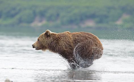 Kuva: Karhunelikko kohtaa ison uroksen rannalla. Tapahtuma on kuvattu suoraan leiripaikaltamme, sähköaidan takaa. Su 21.7.2019 Kuril-järvi. (A, L, P) Kolmas täysi retkipäivä Kuril-järvellä.