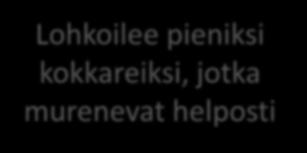 kokkareiksi, jotka murenevat