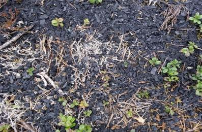 hiilitaseeseen 2) Tutkia, miten hiili- ja typpivarastot ja virrat