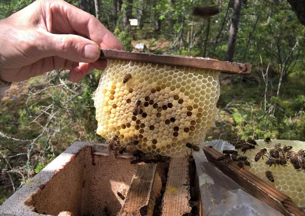 PARITUSPESIEN HOITO Parituspesät tarkastetaan muutama päivä niiden paritustarhaan siirtämisen jälkeen. Emottomille pesille annetaan uusi juuri kuoriutunut emo tai kuoriutumisvalmis kenno.