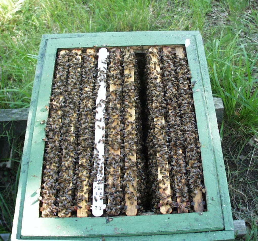 EMOLLINEN KENNONRAKENTAJA Kun emo suljetaan sulkuristikolla johonkin osaan pesää, mehiläiset alkavat rakentaa emokennoja emottomaan osaan pesässä Kennonrakentajan tulee olla vahva ja terve
