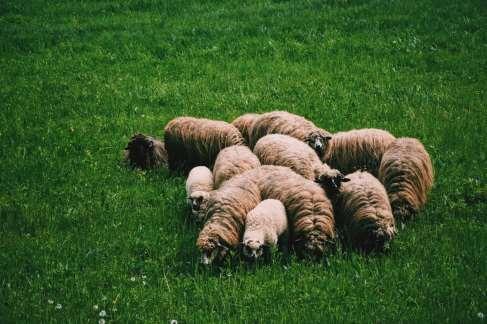Huomioita valvonnasta Seuraamukset: EHK:n rikkomuksesta leikataan toimenpidettä lampaiden hoito muut toimenpiteet 100%