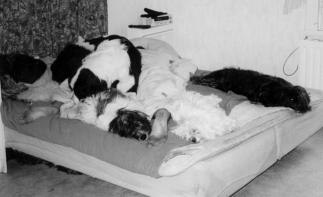 Kennel Lumikuono Mari Jänisniemi, Linnaistentie 33A, 15150 Lahti p. & fax 03-777 7172, 050-384 3914 Email: mari.janisniemi@pp.inet.