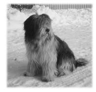 NALLE-HAUKUN KENNEL Suomalaista Schapendoes-kasvatusta 10