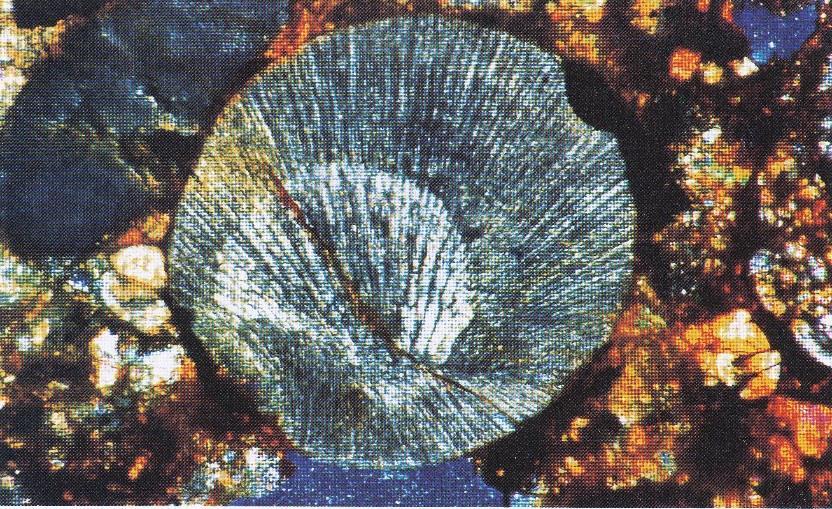 Kuva 16. RP-kondri (RP = radial pyroxene) Faithin H5-kondriitissa. Kondrissa näkyy ohuita pyrokseenisäikeitä, jotka alkavat säteittäisesti eksrentisestä nukleaatiopisteestä.