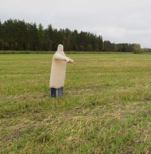 ilmapallot estivät ainakin kerran hanhia laskeutumasta. Ongelmana oli paalipellon ja ilmapallopellon välissä oleva puitu ja muokattu viljapelto, jossa hanhet ruokailivat 11. 12.10.