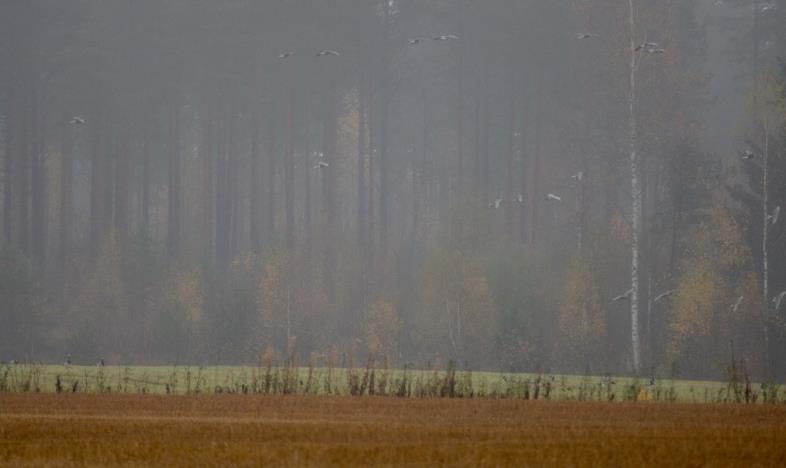 vihreällä pellolla). 6.