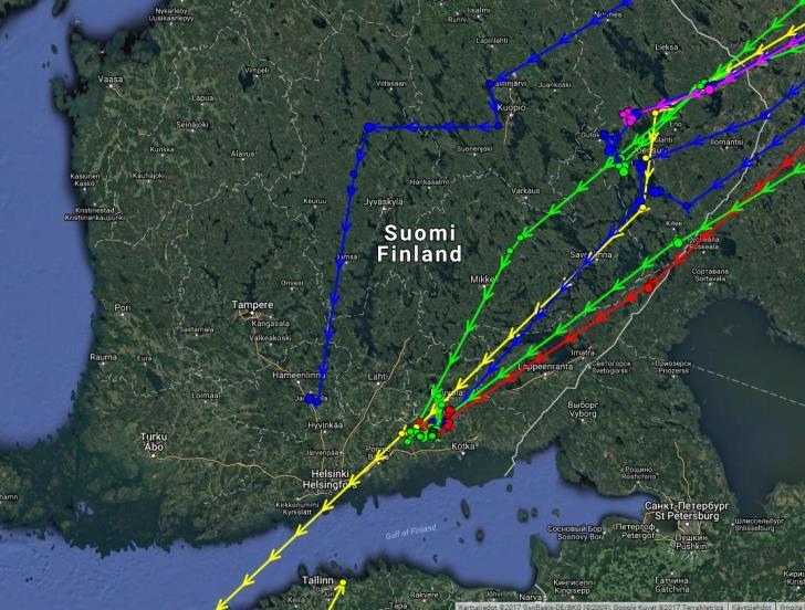 Kuva 13 ja 14. Satelliittilähettimin valjastetut valkoposkihanhet syksyllä 2017 Suomessa, vasemmalla syyskuun ja oikealla lokakuun tilanne. Paikannuspallojen välille on vedetty vektoriviivat.