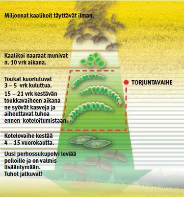 Avaunt tehoaa kaalikoin toukkiin Kaalikoit tulevat lämpimien