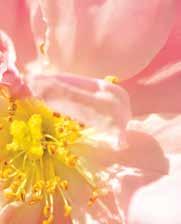 Tietoisku: Ruusu 13 Rohtokasvien kuningatar. Dr. Hauschka tuotteissa käytetään hyödyksi ruusun kaikki ominaisuudet: Eteerinen ruusuöljy.