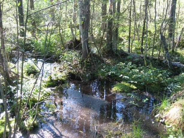 Suon keskiosassa on ojittamaton ruoho- ja heinäkorpialue, jonka länsireunalla erottuu lähteikkö ja noro (kuva 5).