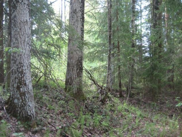 9 (Faunatica Oy 2008). 6-tien pohjoispuolinen noronotkelma (kohde 9, lehtokorpi/ruohokorpi) on hakattu selvityksen tekemisen jälkeen.