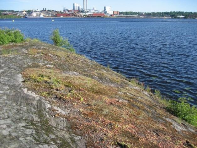 Kohteen arvo: Kangasvuokko on rauhoitettu ja uhanalainen, vaarantuneeksi (VU) arvioitu laji. Sen kasvupaikat tulee ottaa maankäytön suunnittelussa huomioon. 26 40.