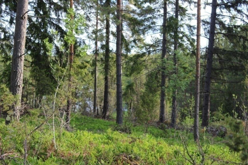 Alikasvoksena kasvaa kuusta ja lisäksi alueella kasvaa rauduskoivua ja nuoria haapoja. Pensaskerroksessa kasvaa katajaa.