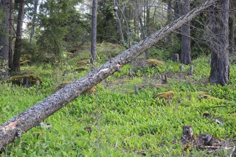 sormisaraa, nuokkuhelmikkää, kevätpiippoa, ahomansikkaa, lillukkaa ja valkolehdokkia. Kuvio on puolukka-lillukkatyypin kuiva lehto (VRT).