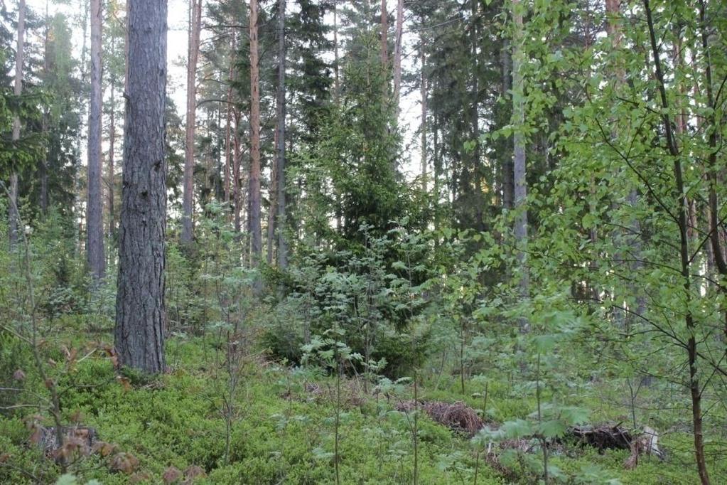 Kenttäkerroksessa kasvaa mustikkaa, puolukkaa, kultapiiskua, metsätähteä, syylälinnunhernettä, kallioimarretta, kevätpiippoa, sananjalkaa, metsäorvokkia, kieloa, metsälauhaa, ahomansikkaa ja