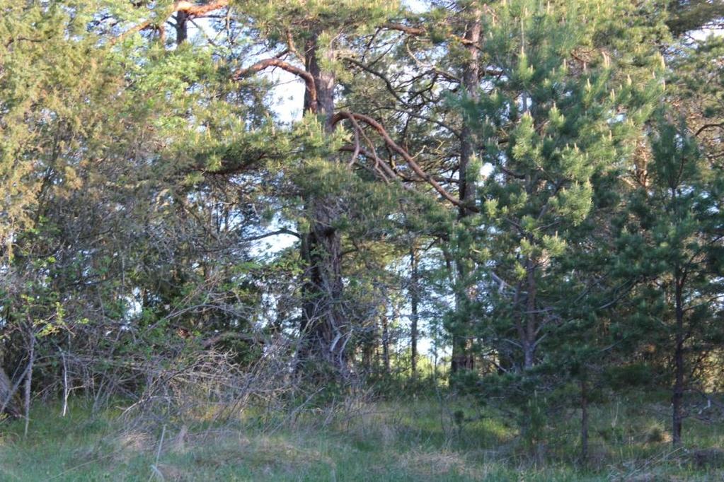 7 Kuva 5: Metsäsaareke 2.5 Ylitalonmäki Ylitalonmäellä on tällä hetkellä kolme pientä rakennusta. Alueella on ollut joskus kaksi isompaa rakennusta.