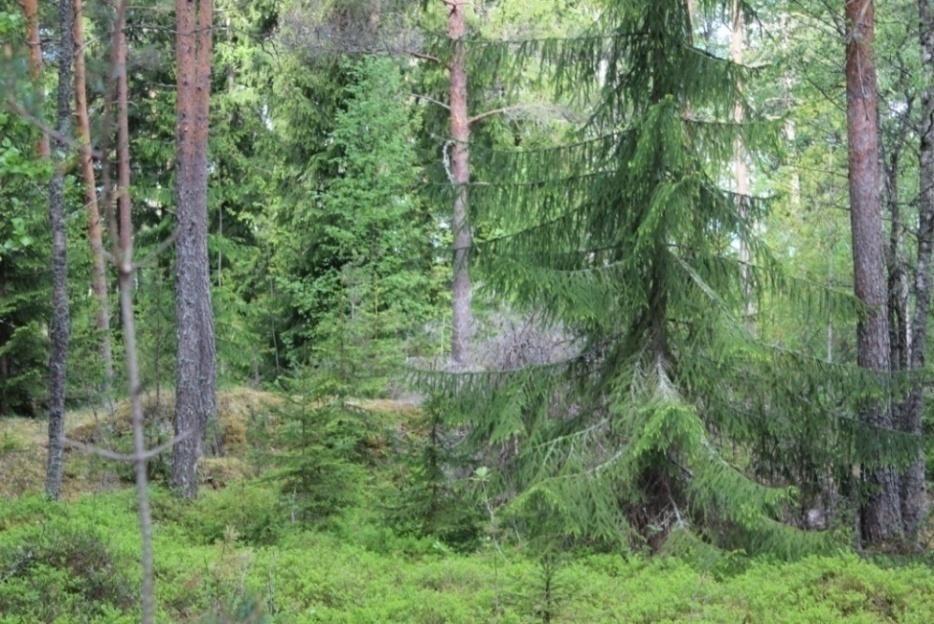 9 2.7 Kolkanmetsä Kolkanmetsän selvitysalueen läpi kulkee Kolkanmetsäntie sekä itä-länsisuunnassa sähkölinja, jonka alta puusto on raivattu.