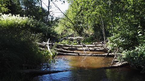 Kuva 7. Paikoitellen jokiuoma on kaatuneen puuston täyttämää. Kuolimaan kylän kohdalla joessa on tasaisin välein kolme pientä koskea, joista ensimmäinen sijaitsee Rantatien sillan alla.