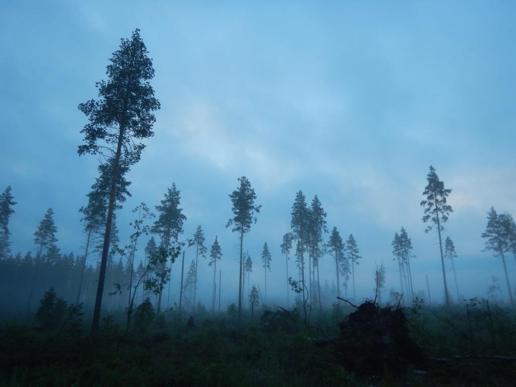 LUONTOSELVITYS