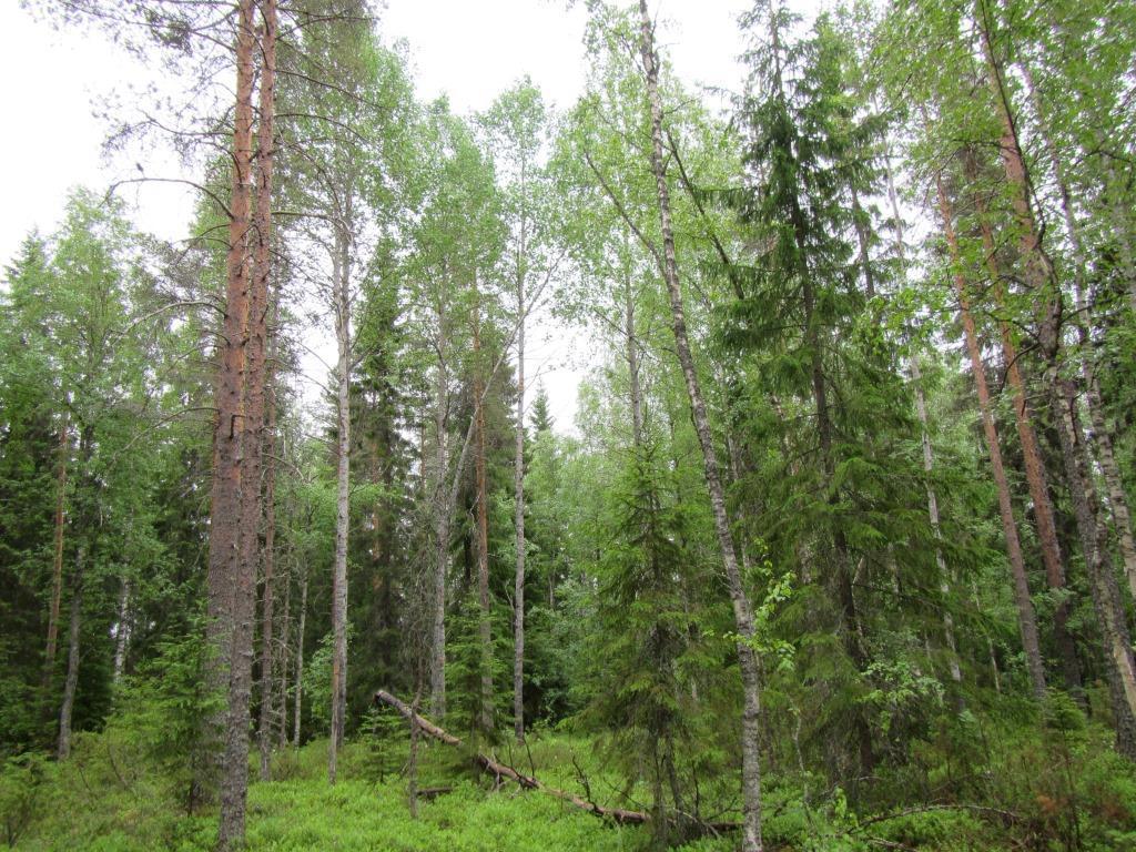 Tuulivoimala F 10 Suunniteltu voimalanpaikka sijaitsee pellon ja ojitetun rämeen välissä olevalla pienellä kangasmaalaikulla.
