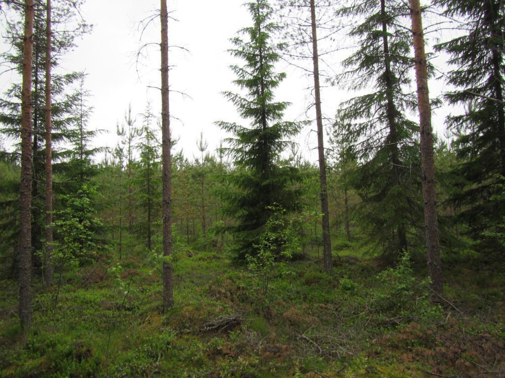 Tuulivoimala G 11 Suunniteltu voimalanpaikka sijaitsee varttuneessa männikössä, jota on harvennettu. Kasvillisuustyypiltään kasvatusmännikkö on kuivahkoa kangasta (EVT).