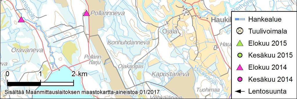 Nuoli osoittaa ohilentävän lepakon