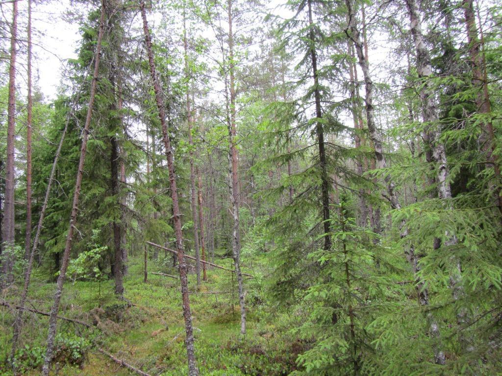 Tuulivoimala A 6 Suunniteltu voimalanpaikka sijaitsee nuoressa mäntyvaltaisessa kasvatusmetsässä. Männyn lisäksi puustossa esiintyy kuusi, koivu ja raita.