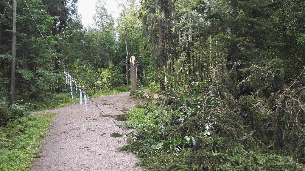 Ongelmallisia ovat myös puut, jotka jäivät myrskyn myötä sijainniltaan alttiiksi uusille tuhoille.