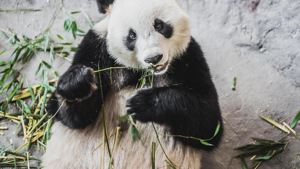 1 ÄHTÄRI ZOO PANDA VISIT Toteutusaika: 05/2017 04/2019