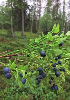 Diabeteksen hoito ruokavaliolla Ravinnon merkitys diabeteksen hoidossa on todella tärkeää. Olemme yksilöitä, joten diabeetikoilla on erilaisia tarpeita ravinnon suhteen.