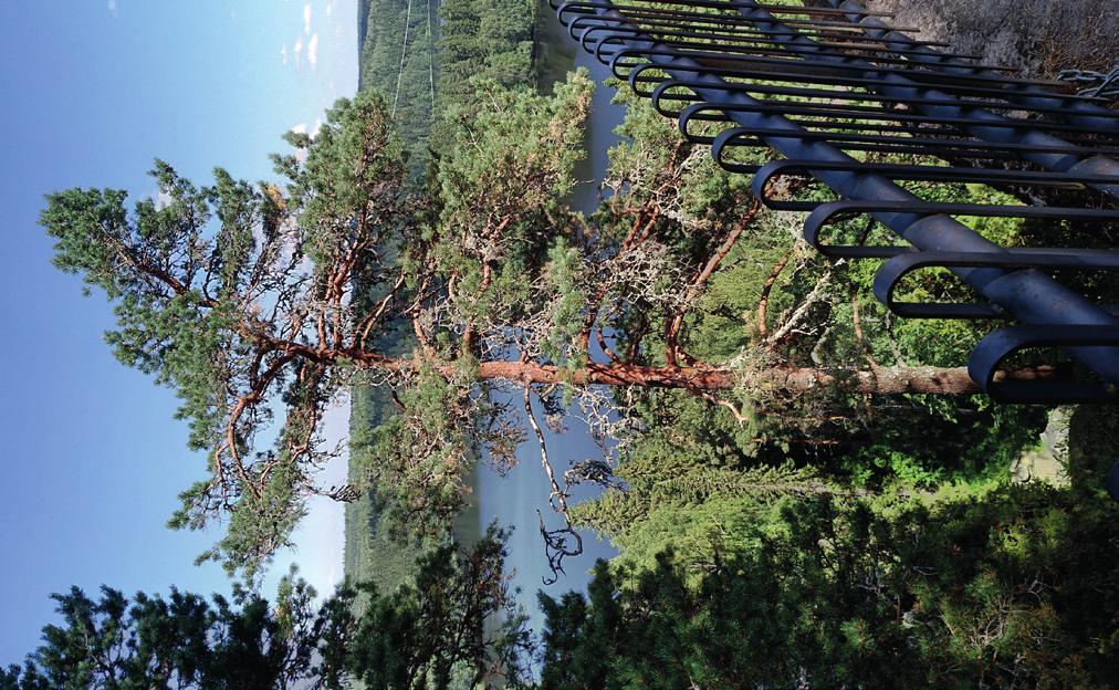 Kaksi puuta -näytelmä Hämeenlinnan