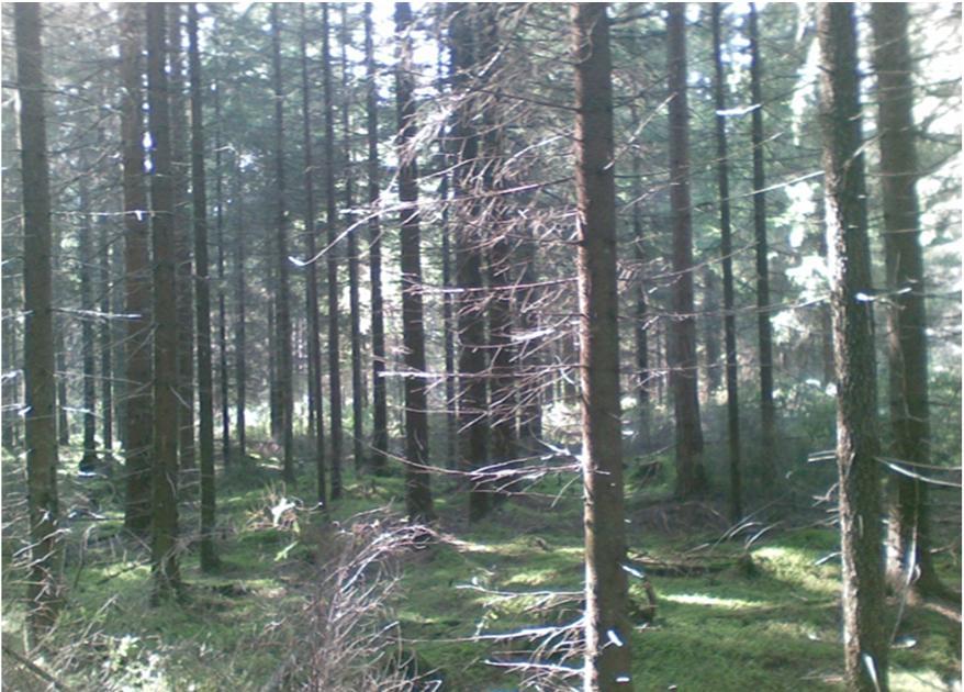 Sisältö 1) Metsikön hiilitase Metsäekosysteemin hiilenvirrat Miten metsänhoidolla voidaan