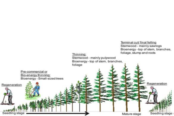 Metsänhoidon mahdollisuudet lisätä metsikön hiilen sidontaa yhden kiertoajan puitteissa Nopeakasvuisempien alkuperien käyttö uudistamisessa Istutustiheyden kasvattaminen uudistamisessa Lannoitus