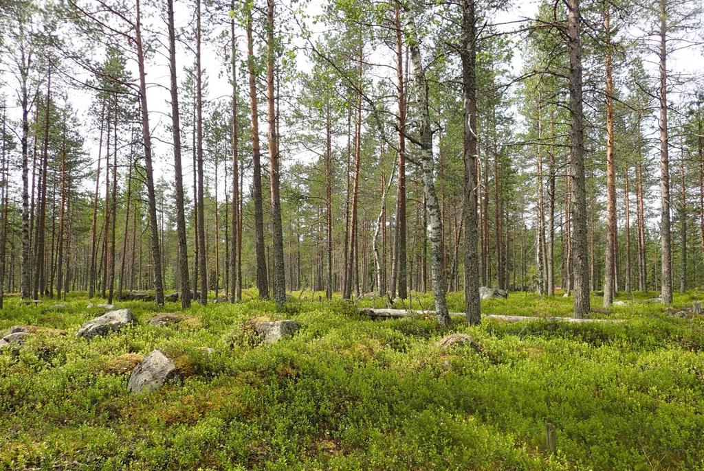 Iin Palokankaan tuulivoimapuisto FCG SUUNNITTELU JA TEKNIIKKA OY 4 14 (61) 20.3.2017 KASVILLISUUS JA LUONTOTYYPIT 4.