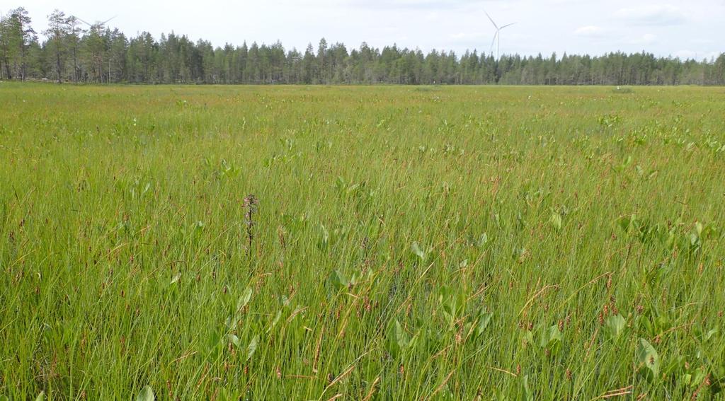 Iin Palokankaan tuulivoimapuisto FCG SUUNNITTELU JA TEKNIIKKA OY 21 (61) 20.3.2017 Kuva 10. Käärmesuon ruohoista saranevaa (luontokohde 1).