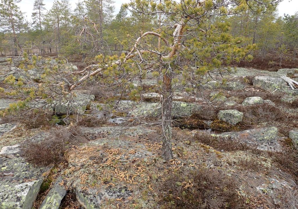 Iin Palokankaan tuulivoimapuisto FCG SUUNNITTELU JA TEKNIIKKA OY 22 (61) 20.3.2017 Kuva 11. Kallioluontokohteilla on merkitystä myös riistan elinympäristöinä.