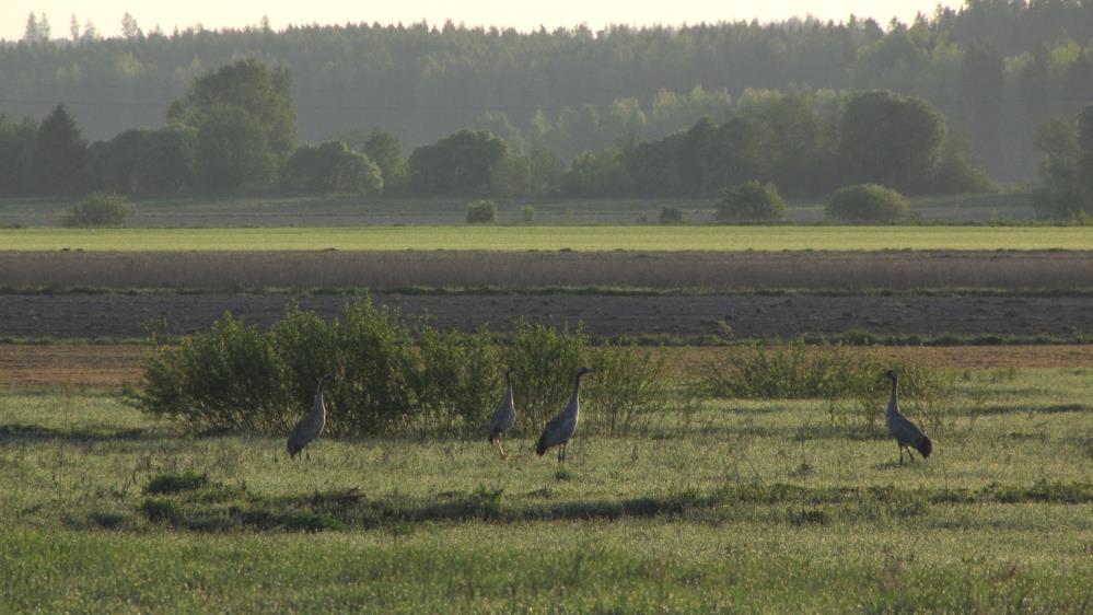 Grams / arable ha Territories / arable ha Shannon-Wiener-indeksi H' Lajien No. of lukumäärä species 18.4.